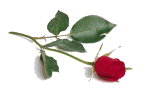 rose image